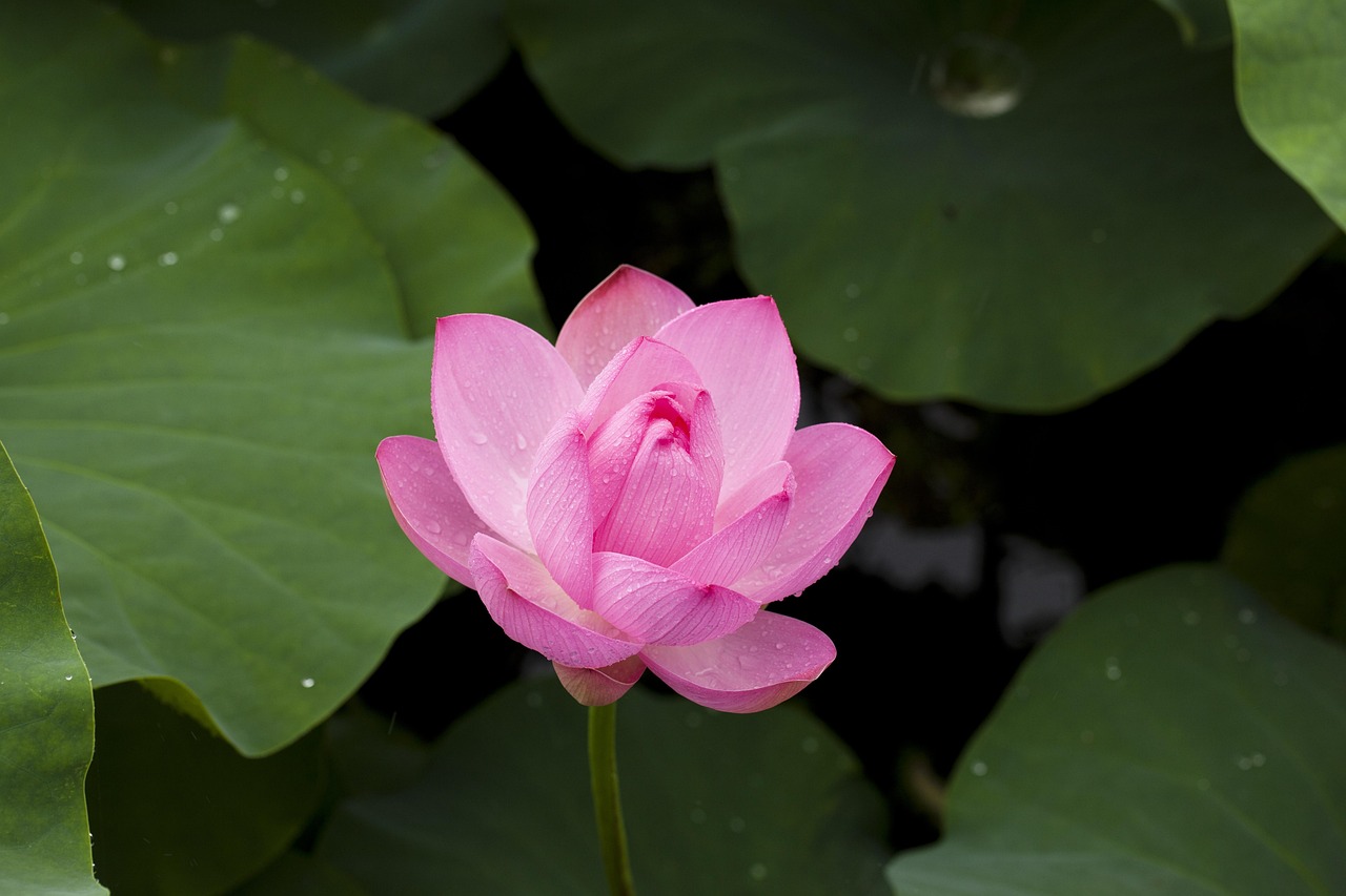 Professional Lotus365 Login: Step-by-Step Guide for India (2027)